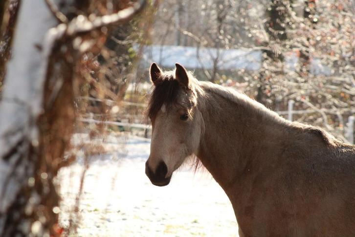 Kwaliteitsvolle 4j NRPSx KWPN 152cm valk RONTGEN, Dieren en Toebehoren, Pony's, Merrie, 3 tot 6 jaar