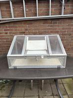 Tekoop spoetnik., Dieren en Toebehoren, Vogels | Duiven, Meerdere dieren, Postduif