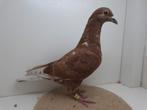 Kleurpostduif kleurpostduiven, Dieren en Toebehoren, Vrouwelijk, Postduif
