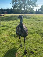 2 Gezonde Emoe’s Koppeltje (Struisvogel), Dieren en Toebehoren, Pluimvee, Meerdere dieren
