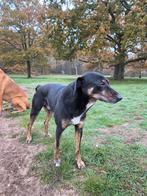 Liefdevol en rustig huisje gezocht voor ons hondje Mattie, Dieren en Toebehoren, Honden | Niet-rashonden, 6 jaar of ouder, Particulier