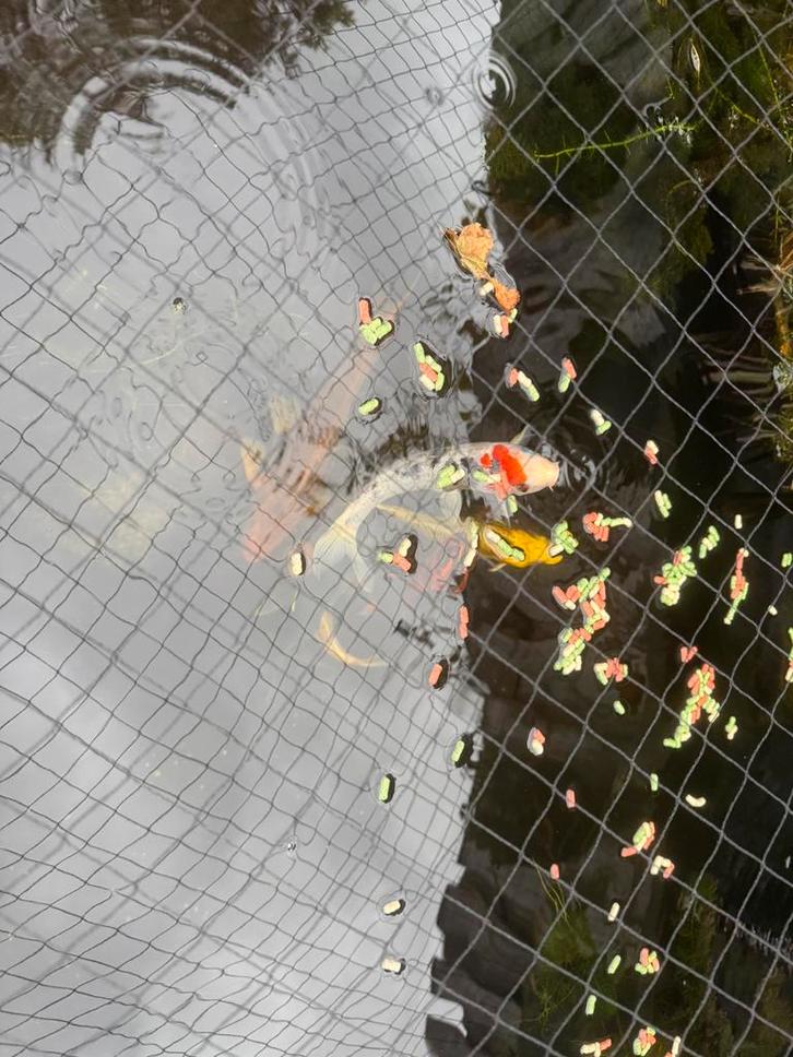 Koi karpers, Dieren en Toebehoren, Vissen | Vijvervissen, Karper of Koi