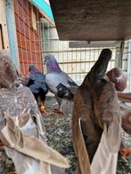 Takla irakse basra duiven  بصراويات, Dieren en Toebehoren, Vogels | Duiven, Meerdere dieren