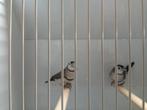 Bichenow astrildes, Dieren en Toebehoren, Meerdere dieren, Tropenvogel, Geringd