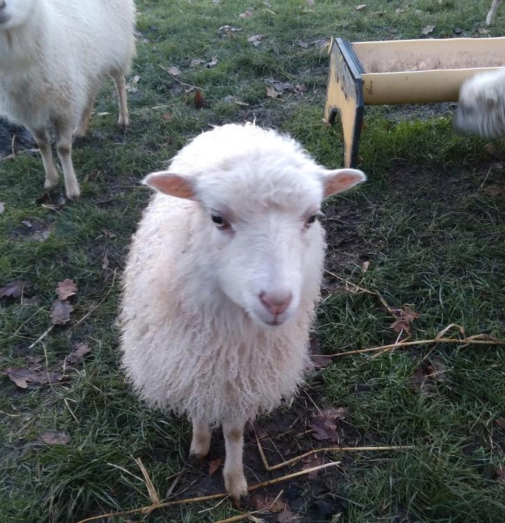 Quessant lammeren, Dieren en Toebehoren, Schapen, Geiten en Varkens, Schaap, Meerdere dieren