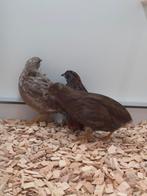 1-2 Chinese dwergkwartels, Dieren en Toebehoren, Vogels | Overige Vogels, Meerdere dieren, Tropenvogel, Geringd
