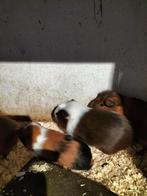 Cavia beertjes mooie kleuren, Dieren en Toebehoren, Oktober, Mannelijk, Cavia