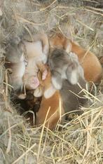 Superlieve NL hangoor konijntjes zoeken liefdevol thuis ❤️🐰, Dieren en Toebehoren, Konijnen, Meerdere dieren, Klein, Hangoor