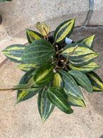 Hoya latifolia inner variegated ’pot of gold’, Huis en Inrichting, Kamerplanten, Ophalen, Halfschaduw, Minder dan 100 cm