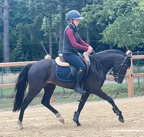 New Forest FEI prospect, Dieren en Toebehoren, Pony's, Merrie, Zadelmak, D pony (1.37m tot 1.48m), 3 tot 6 jaar, Met stamboom