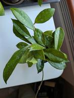 Hoya diversifolia, Ophalen of Verzenden, Halfschaduw, Minder dan 100 cm