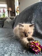 Hele lieve raszuivere ragdollkittens, Dieren en Toebehoren, Katten en Kittens | Raskatten | Langhaar, Meerdere dieren, Ontwormd