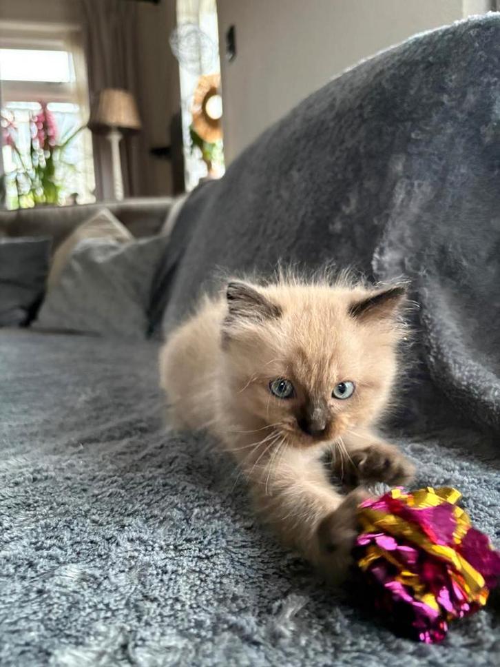 Hele lieve raszuivere ragdollkittens, Dieren en Toebehoren, Katten en Kittens | Raskatten | Langhaar, Meerdere dieren, Ontwormd