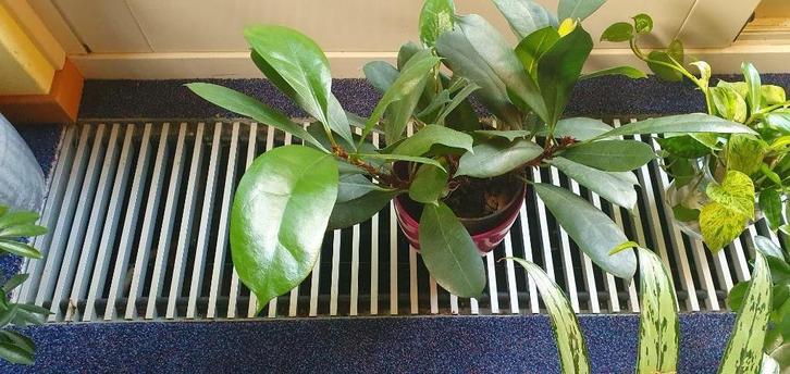 cyathistipula op hydrocultuur, eens per 3 weken water geven, Huis en Inrichting, Kamerplanten, Minder dan 100 cm, Halfschaduw