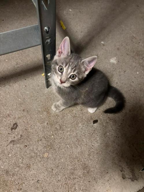 Kitten, Dieren en Toebehoren, Katten en Kittens | Overige Katten, Poes