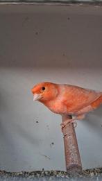 Vogels, Dieren en Toebehoren, Vogels | Kanaries, Mannelijk, Kleurkanarie