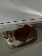 Kitten te koop, Dieren en Toebehoren, Katten en Kittens | Overige Katten, Kater