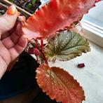 Stekje begonia, Overige soorten, Minder dan 100 cm, Ophalen of Verzenden, Halfschaduw