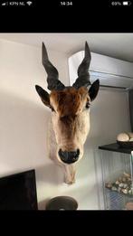 Elandantilope Kop - Prachtige Wanddecoratie, Antiek en Kunst, Kunst | Beelden en Houtsnijwerken, Ophalen