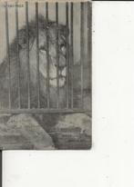 Scheveningen Circus Hagenbeck tgv Verjaardag Kon Emma, Verzenden, Voor 1920, Ongelopen, Zuid-Holland