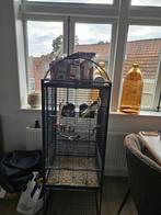 Heeft u leuk nieuw tehuis voor deze parkiet., Dieren en Toebehoren, Mannelijk, Papegaai