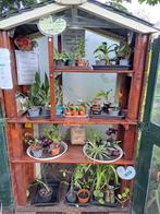 Planten Ruilkraam Burgum, Tuin en Terras, Planten | Tuinplanten, Ophalen, Zomer, Overige soorten, Volle zon