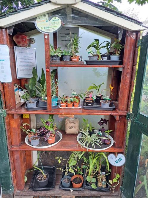 Planten Ruilkraam Burgum, Tuin en Terras, Planten | Tuinplanten, Overige soorten, Volle zon, Zomer, Ophalen