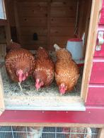 LOHMAN HENNEN ZOEKEN GOED THUIS, Dieren en Toebehoren, Pluimvee | Toebehoren, Ophalen of Verzenden, Kippenhok of Kippenren