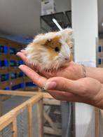 Te koop jonge cavia's zeugjes (vrouwtjes), Juli, Vrouwelijk, Cavia