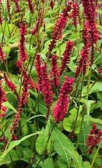Zaden Persicaria Amplexicaulis 'Fat Domino', Ophalen of Verzenden, Zaad