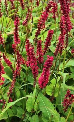 Zaden Persicaria Amplexicaulis 'Fat Domino', Tuin en Terras, Bloembollen en Zaden, Zaad, Ophalen of Verzenden