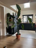 Grote plant: strelitzia nicolai, Ophalen, Halfschaduw, 200 cm of meer