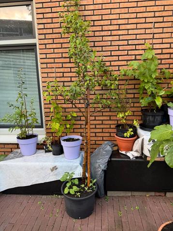 Perenboom 2 meter hoog 3 jaar oud beschikbaar voor biedingen