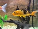 Koi karpers 2x,  ghost en oranje/zwart, Dieren en Toebehoren, Vissen | Vijvervissen, Karper of Koi