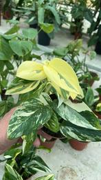 Monstera standleyana aurea variegata pot 12, Huis en Inrichting, Kamerplanten, Ophalen of Verzenden, Overige soorten, Minder dan 100 cm
