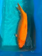 Koi karpers en rijenkarper te koop, Dieren en Toebehoren, Vissen | Vijvervissen, Karper of Koi