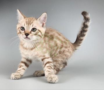 Bengaal kitten katertje sneeuwbengaal  beschikbaar voor biedingen