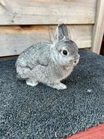 Kleurdwerg Chinchilla Man Jong (dwergkonijn), Dieren en Toebehoren, Konijnen, Mannelijk, Dwerg, 0 tot 2 jaar