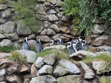 Code voor 2 kaarten Burgers Zoo, ga voor de helft vd prijs! beschikbaar voor biedingen