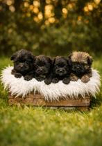 Shih tzu x pom pups, Meerdere, Meerdere dieren, Chihuahua, Nederland