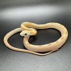 Rattenslang / korenslang 14x Honey & Lemon NK'23, Dieren en Toebehoren, Reptielen en Amfibieën, Slang, 0 tot 2 jaar, Tam