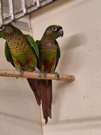 Kweekstel bruinoortjes, Dieren en Toebehoren, Meerdere dieren, Parkiet, Geringd