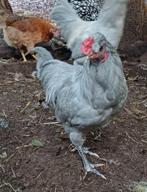 Araucana haan parelgrijs, Dieren en Toebehoren, Pluimvee, Mannelijk, Kip