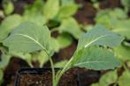 (ASPERGE)BROCCOLI 'Nine-star Perennial '(Brassica oleracea b, Tuin en Terras, Planten | Tuinplanten, Ophalen of Verzenden, Zomer