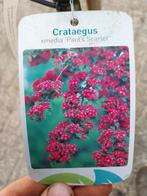 Crataegus Paul Scarlet op stam, Tuin en Terras, Ophalen, Zomer, Volle zon, Overige soorten