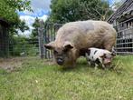 Te koop beertje of borgje kune kune met stamboom, Dieren en Toebehoren, Schapen, Geiten en Varkens, Mannelijk, Varken