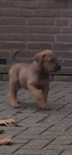 Boerboel pups, Nederland, Rabiës (hondsdolheid), 8 tot 15 weken, Meerdere