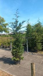 Mooie grote coniferen in pot! Leylandi, Tuin en Terras, Planten | Struiken en Hagen, Ophalen, Conifeer, 100 tot 250 cm