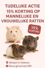 15% korting op onze jonge ratten, Dieren en Toebehoren, Knaagdieren, Rat, Mei, Meerdere dieren, Tam