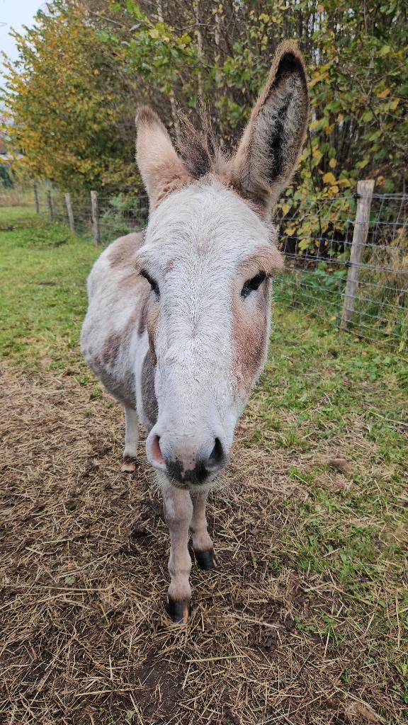 ezel te koop, Dieren en Toebehoren, Overige Dieren, Mannelijk, Mei
